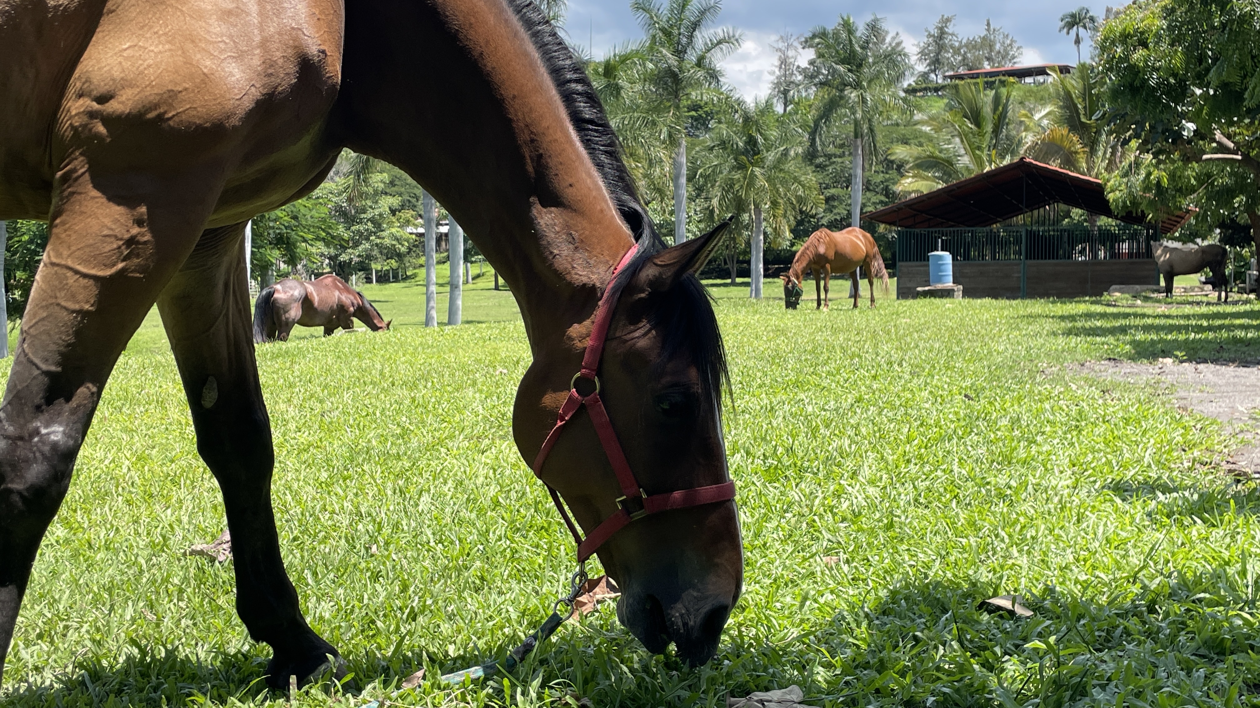 Caballos en libertad