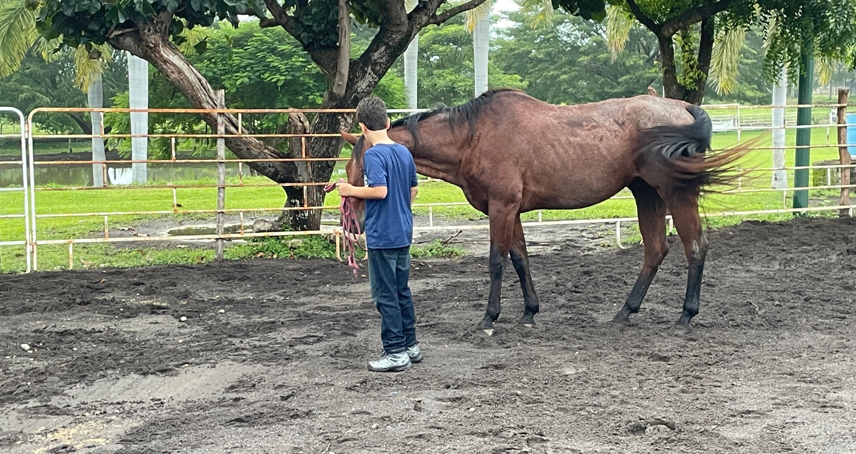 Sesiones infantiles con caballos